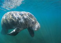 Dugong dichtbij - Azura Retreat - Mozambique