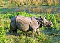 Neushoorn Chitwan - Nepal