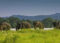 olifanten in het Chitwan National Park - Chitwan National Park - Nepal - foto: Barahi Jungle Lodge