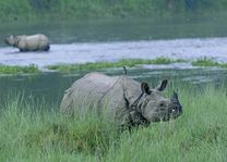 neushoorn in het Chitwan National Park (2) - Chitwan National Park - Nepal - foto: Barahi Jungle Lodge