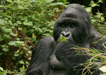 Gorilla in het Volcanoes National Park - Volcanoes National Park - Rwanda - foto: Lokale agent