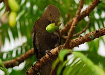 Vallée de Mai Vogel - Praslin - Seychellen - foto: Seychelles Tourist Office