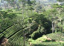 Theeplantage in de bergen - Nuwara Eliya - Sri Lanka