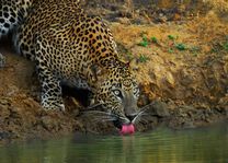 drinkende luipaard - Yala National Park - Sri Lanka