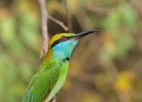 Groen vogeltje- kleine groene bijeneter - Yala National Park - Sri Lanka