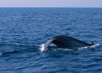 staart van een walvis in Sri Lanka - Sri Lanka