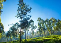 bomen in Sri Lanka - Sri Lanka - foto: archief