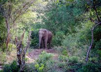 olifant in Wilpattu - Wilpattu - Sri Lanka - foto: Mieke Arendsen