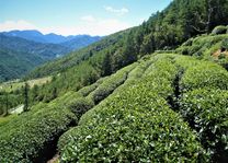 Taiwan - thee plantages in Lishan