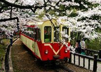 trein met boom met kersenbloesem in Alishan - Alishan - Taiwan