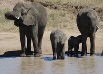 olifanten drinkend - Serengeti - Tanzania