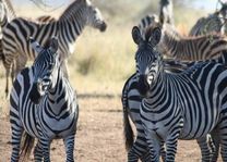 zebra's - Serengeti - Tanzania