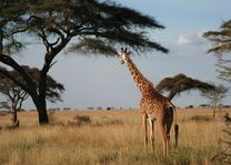 giraffe bij boom - Serengeti - Tanzania