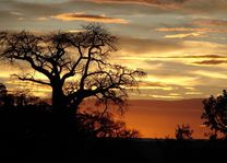 zonsondergang - Tarangire - Tanzania