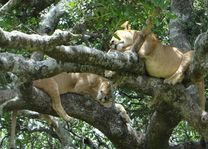 Slapende leeuwen in boom - Serengeti - Tanzania