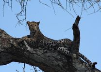 Luipaard in Serengeti - Serengeti - Tanzania - foto: Lokale agent