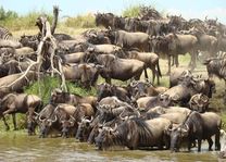 Kudde gnoes in Serengeti - Serengeti - Tanzania - foto: Lokale agent