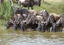 Kudde gnoes in Serengeti - Ngorongoro - Tanzania