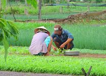 boeren aan het werk in Hoi An (2) - Hoi An - Vietnam