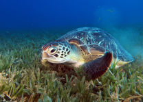 Zeeschildpad (Komodo) - Indonesië - foto: Seatrek Bali