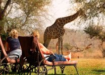 giraffe in camp - Mohlabetsi Safari Lodge - Balule Game Reserve - Zuid-Afrika