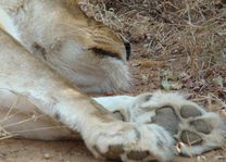 leeuw detail - Kruger/Safari - Zuid-Afrika