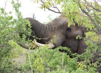 olifant - kruger - Zuid-Afrika