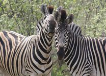 zebra's - Zuid-Afrika