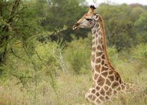 giraffe Kruger National Park - Kruger National Park - Zuid-Afrika