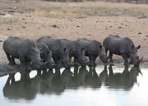 Neushoorn drinkend - Timbavati - Zuid-Afrika - foto: Martijn Visscher