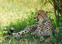 Hluhluwe - iMfolozi cheetah - Hluhluwe - iMfolozi - Zuid-Afrika - foto: lokale agent