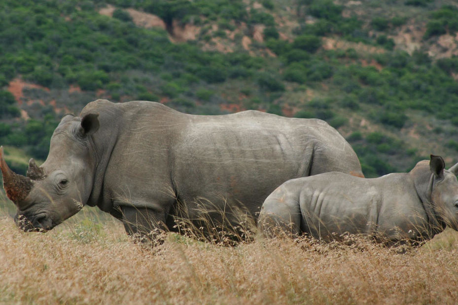 Van luxe tot avontuur: Een prachtige reis door Zuid-Afrika