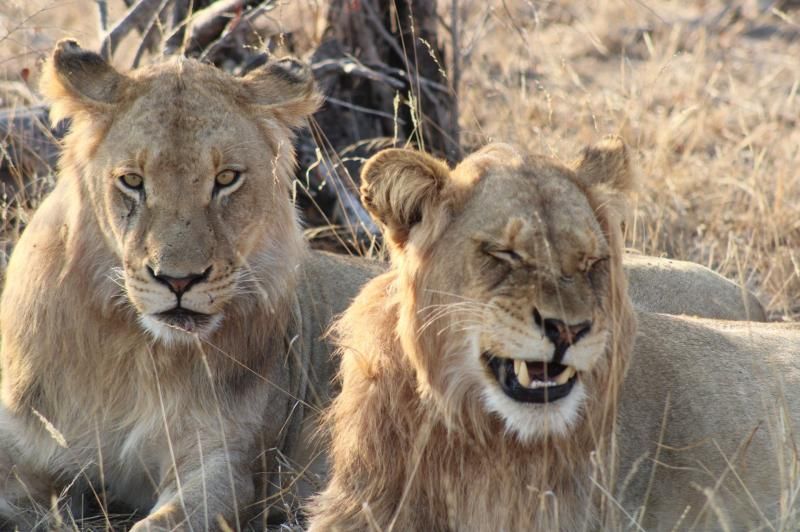 Onvergetelijke familiereis door Zuid-Afrika