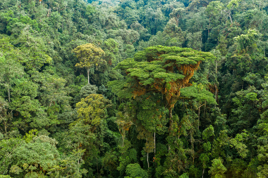 Nyungwe Forest Reserve Rwanda PANGEA Travel