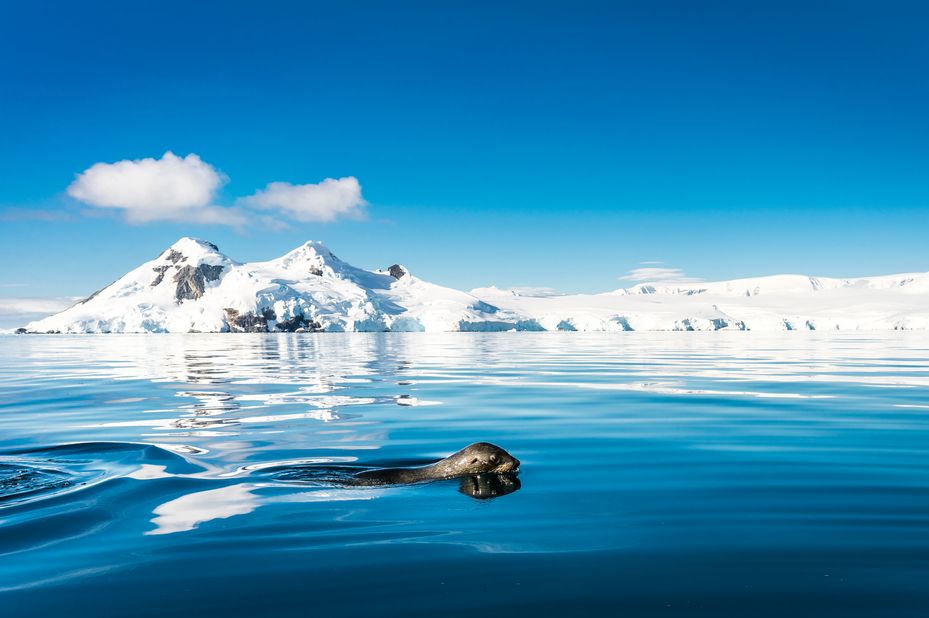 Oceanwide Expeditions - Dietmar Denger -Antarctica - Fur Seal - foto: Oceanwide Expeditions