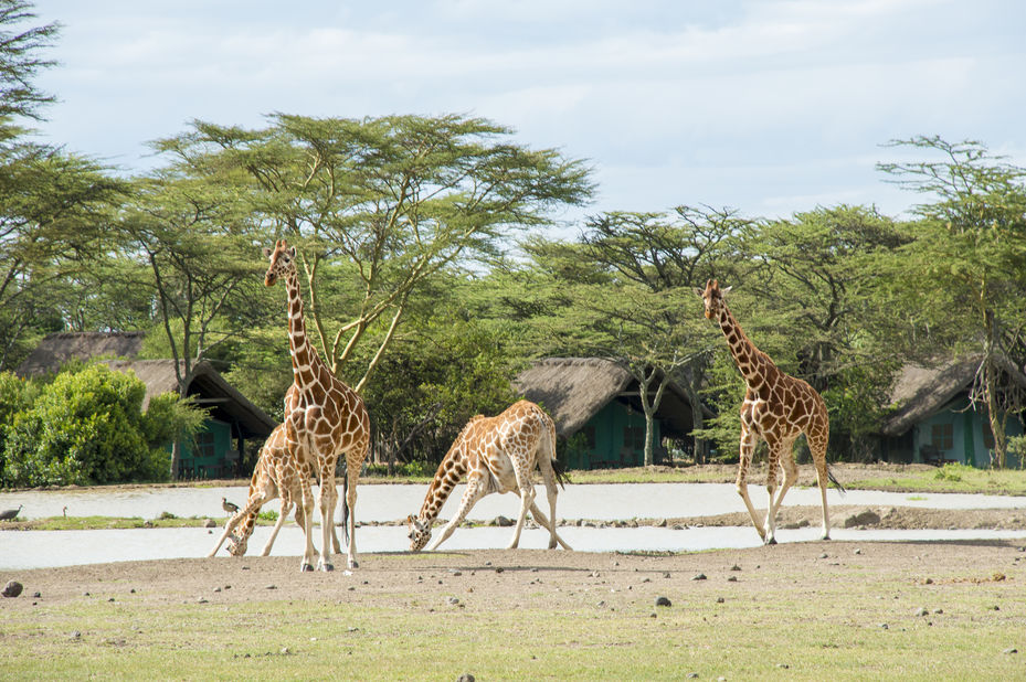 Sweetwaters Game Reserve Kenia PANGEA Travel