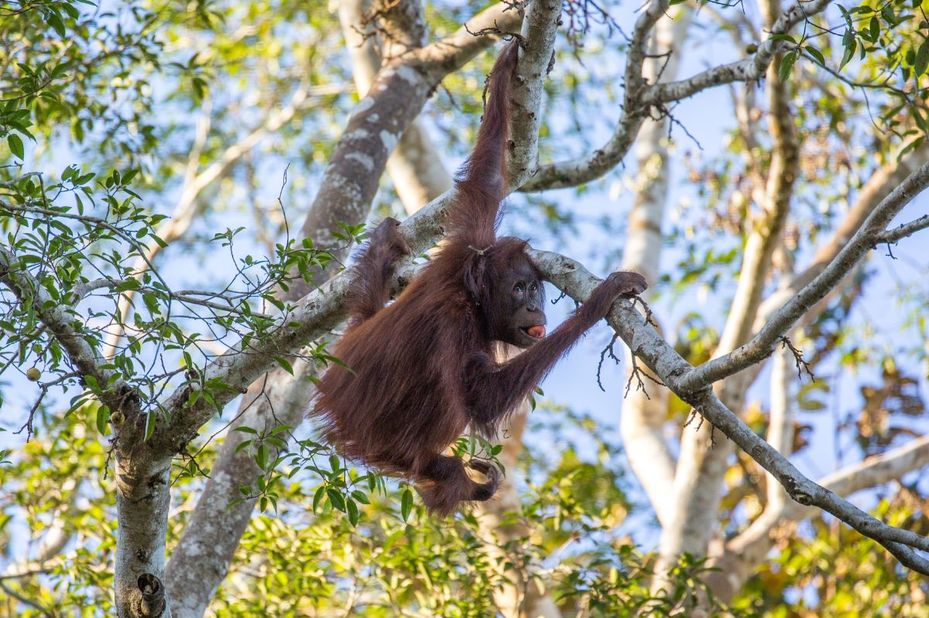 Een groot avontuur met heel veel wildlife!
