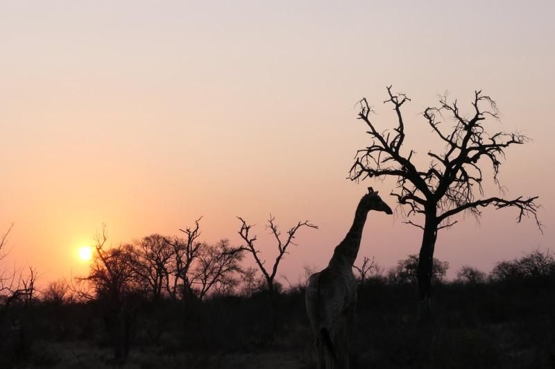 Flexibiliteit beloond: mooie dieren en plekken in Afrika