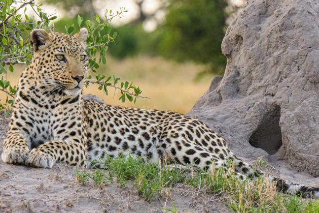 Een geweldige reis door Botswana en Victoria Falls