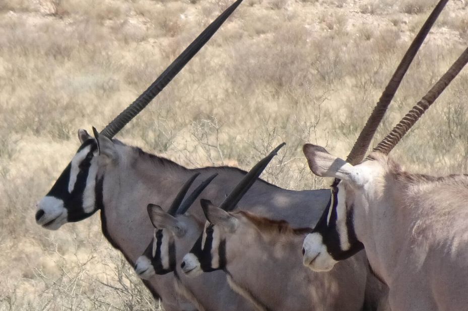 ''Perfecte combinatie: Zuid-Namibië en Zuid-Afrika, tot in de puntjes verzorgd!''