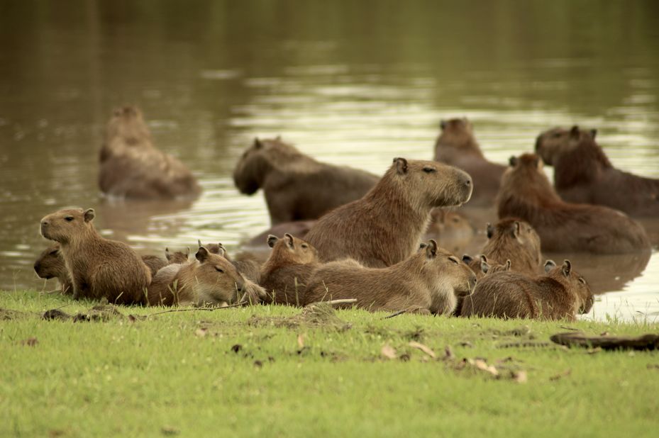 groep capibara's in water - Los Llanos - Colombia - foto: lokale agent