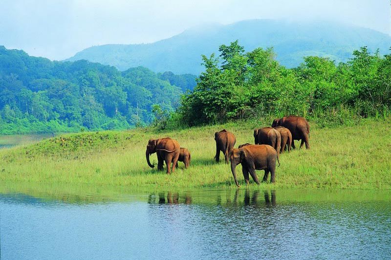 olifanten aan rivier - Periyar - India