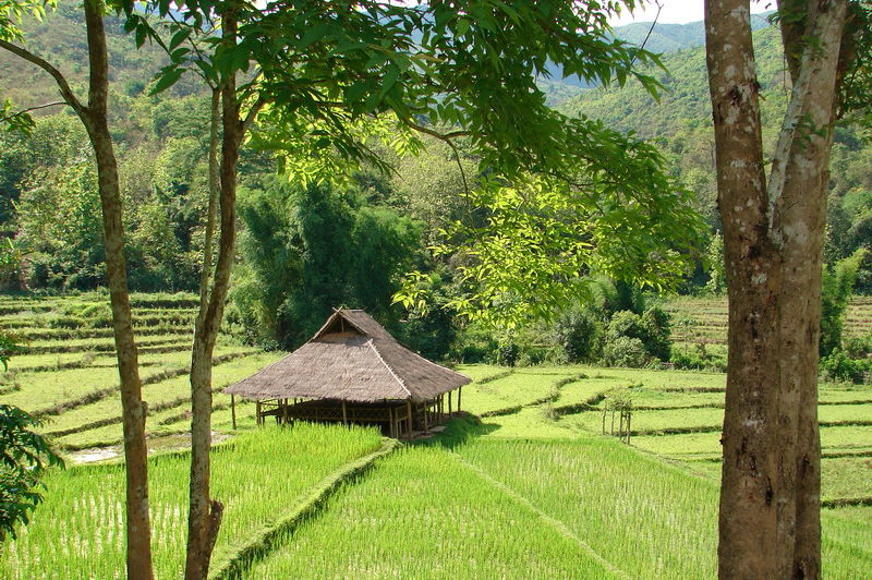 rijstveld bij lodge - Kamu Lodge - Kamu Village - Laos