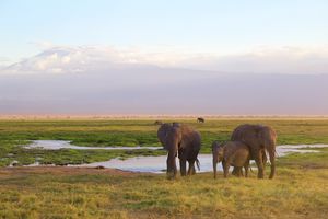 Amboseli National Park - olifanten - Kenia - foto: pixabay