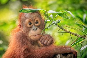 Baby Orang Oetan in Sepilok - Maleisië - foto: Canva