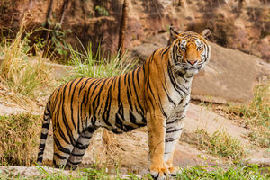 Bandhavgarh National-Park - Tijger - India - foto: flickr