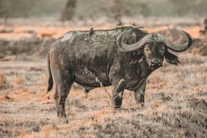 Buffel - Kaziranga Nationaal Park - India - foto: unsplash