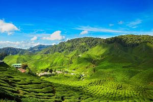 Cameron Highlands - Maleisië - foto: Canva