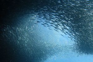 Moalboal sardines Cebu - Filipijnen