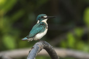 IJsvogel in Bali Barat National Park (Bali) - Indonesië - foto: flickr